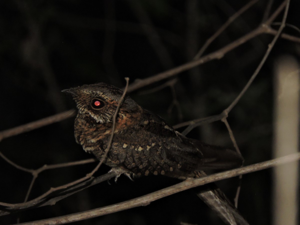 Scherenschwanz-Nachtschwalbe - ML644279515