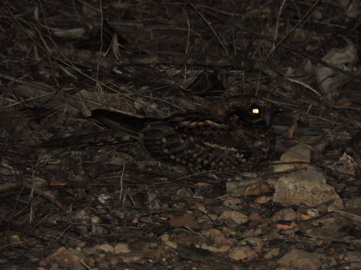 Scherenschwanz-Nachtschwalbe - ML644279516