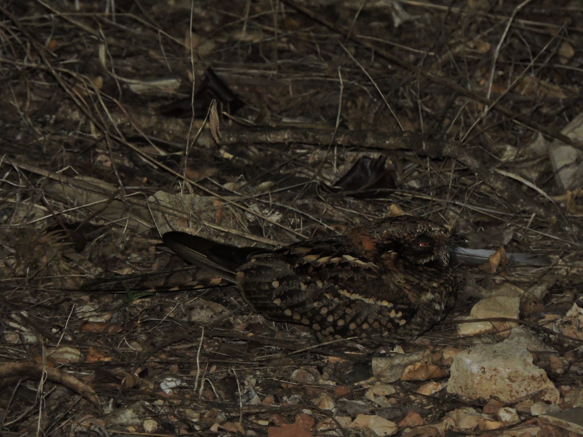 Scherenschwanz-Nachtschwalbe - ML644279517