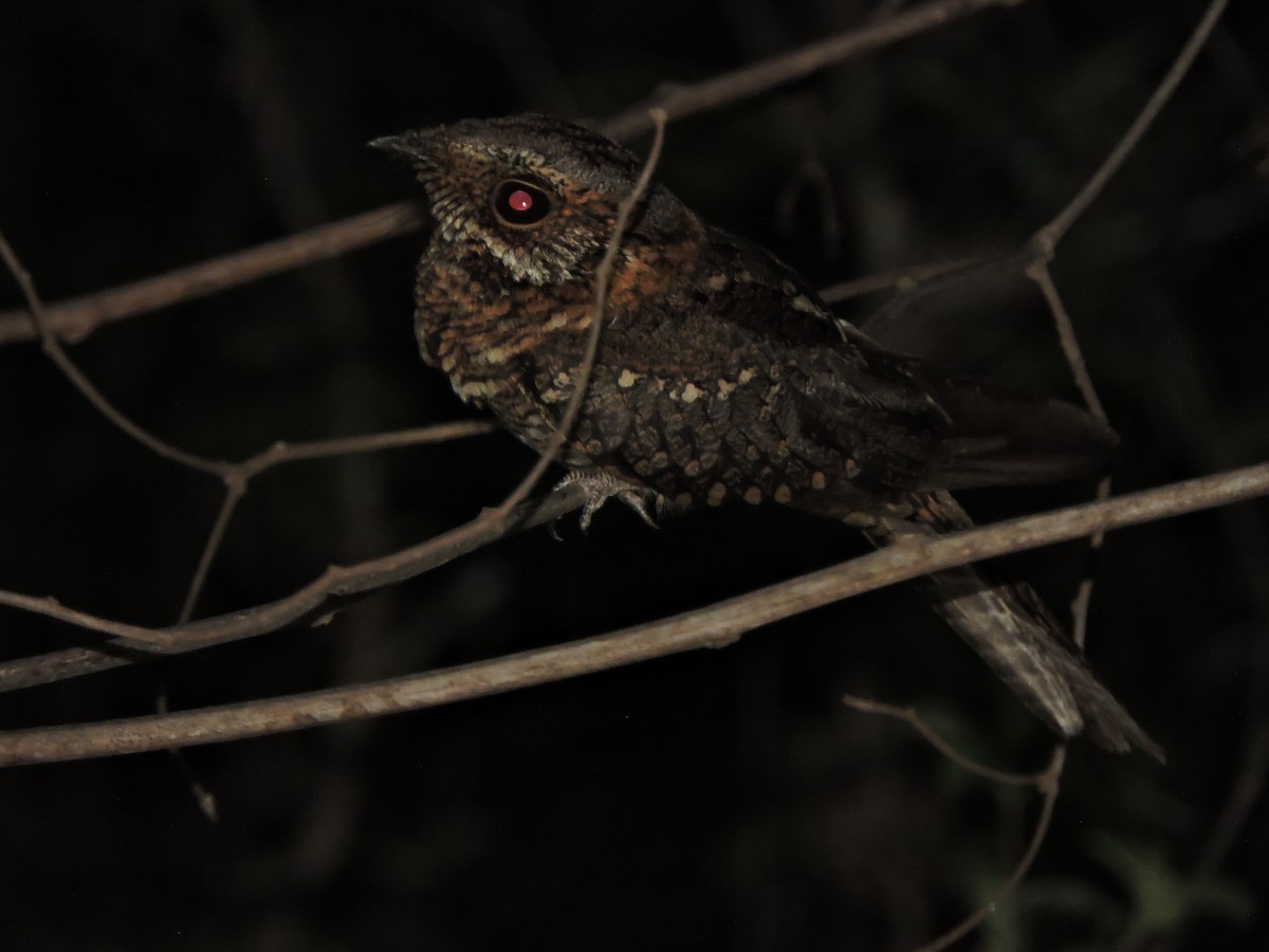 Scherenschwanz-Nachtschwalbe - ML644279518