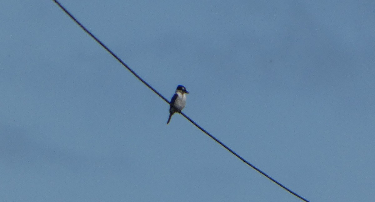 Götzenliest - ML644279519