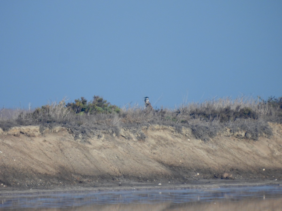 Gürtelfischer - ML644279520