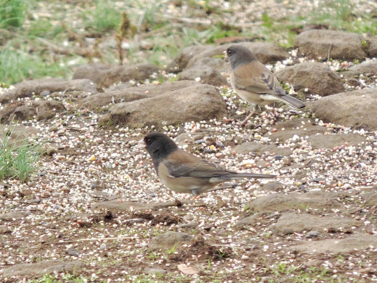 Winterammer [oreganus-Gruppe] - ML644279521