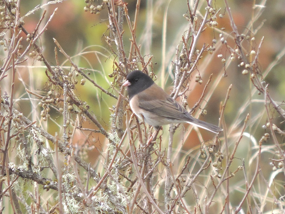 Winterammer [oreganus-Gruppe] - ML644279522