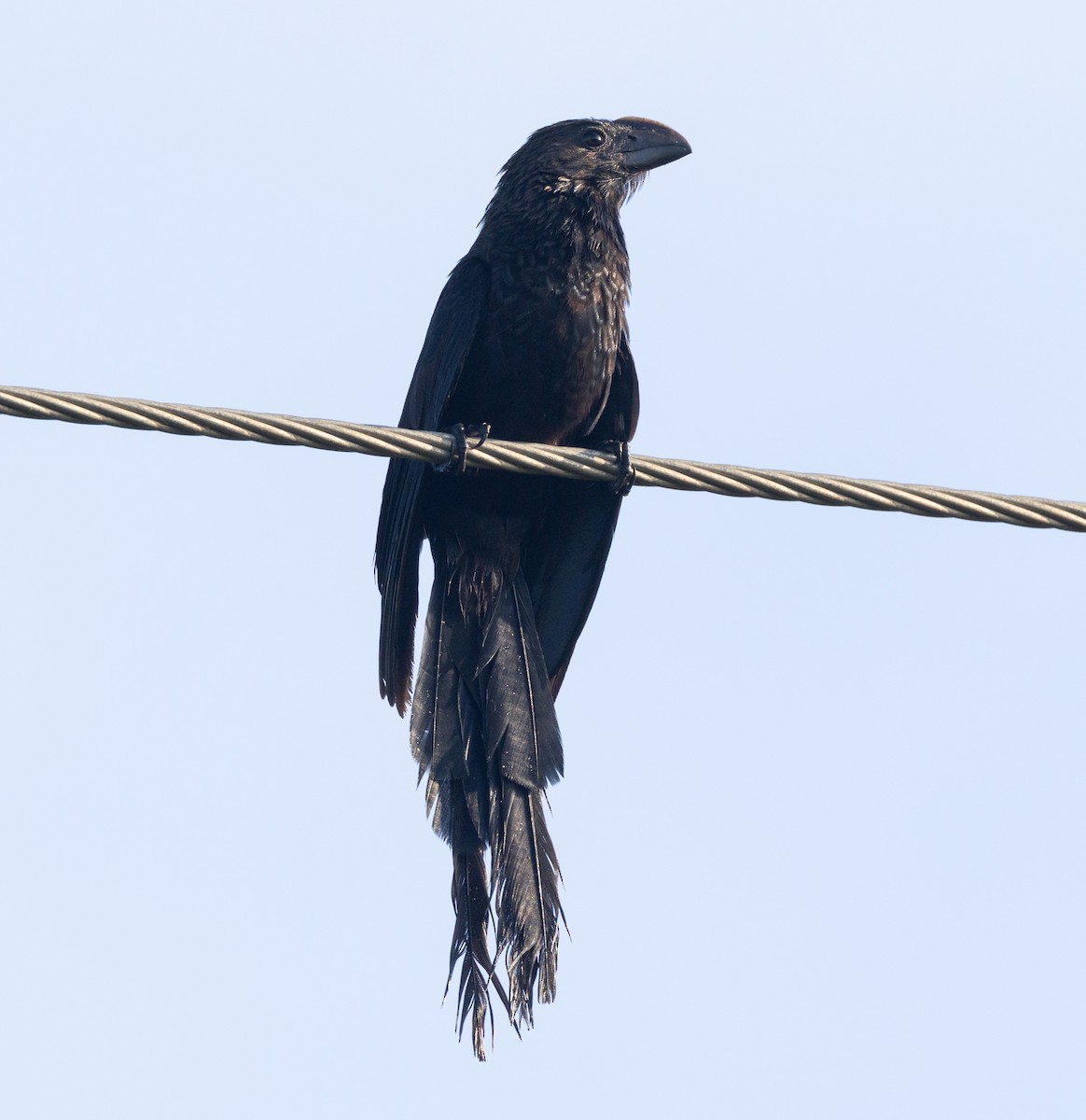 Smooth-billed Ani - ML644279523