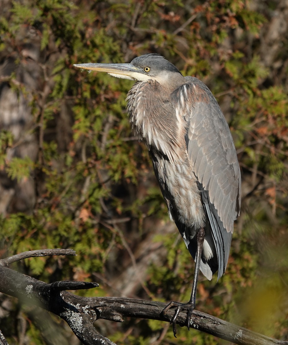 Kanadareiher - ML644279524