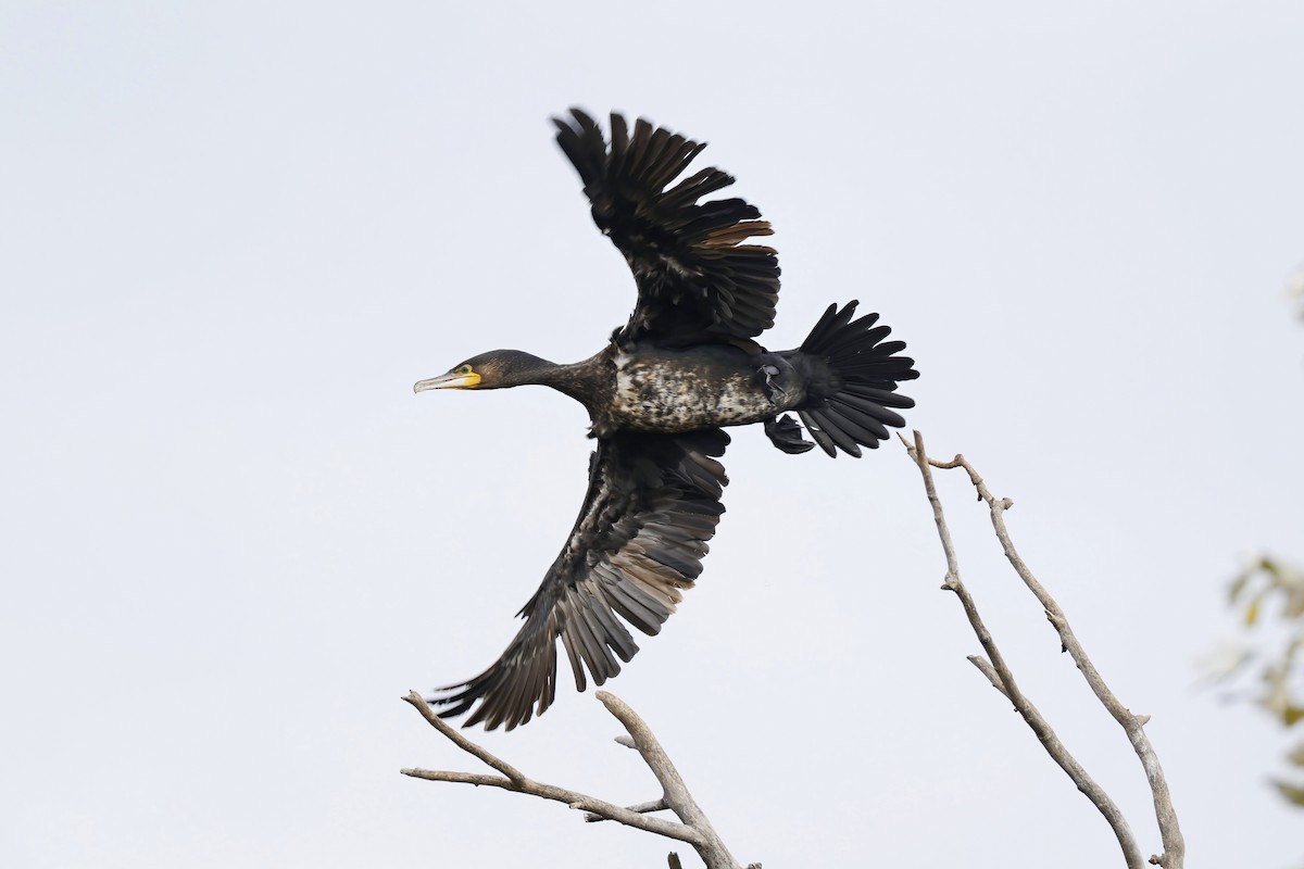 Kormoran - ML644279525