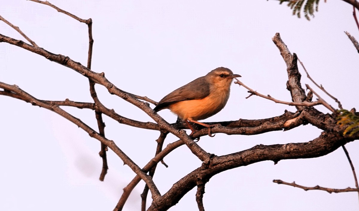 Langschnabelsylvietta - ML644279526