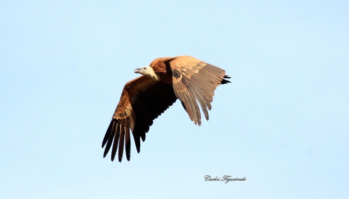 Gänsegeier - ML644279527