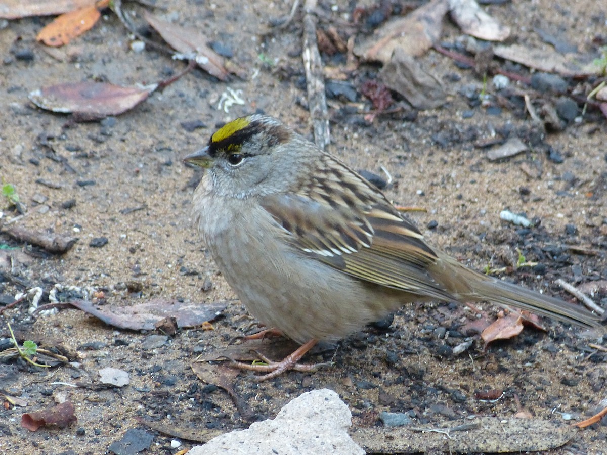 Kronenammer - ML644279528