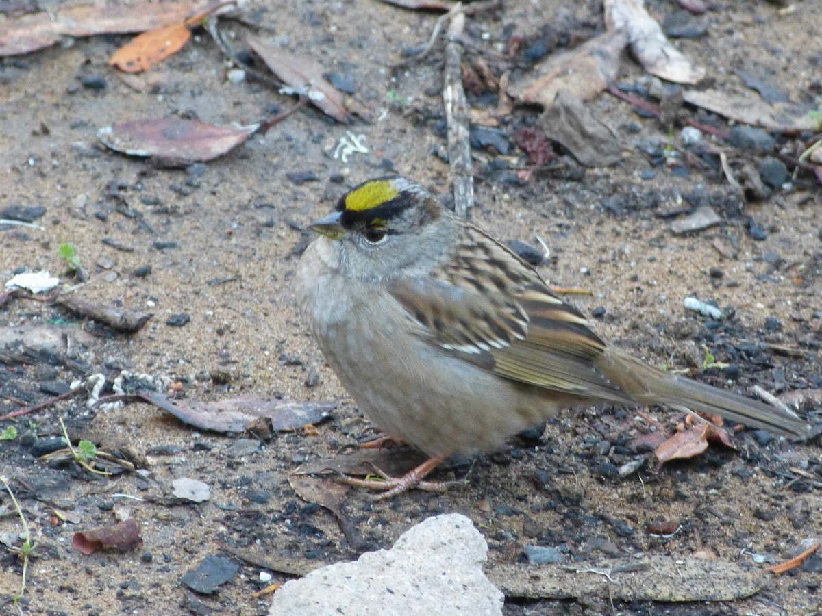 Kronenammer - ML644279529