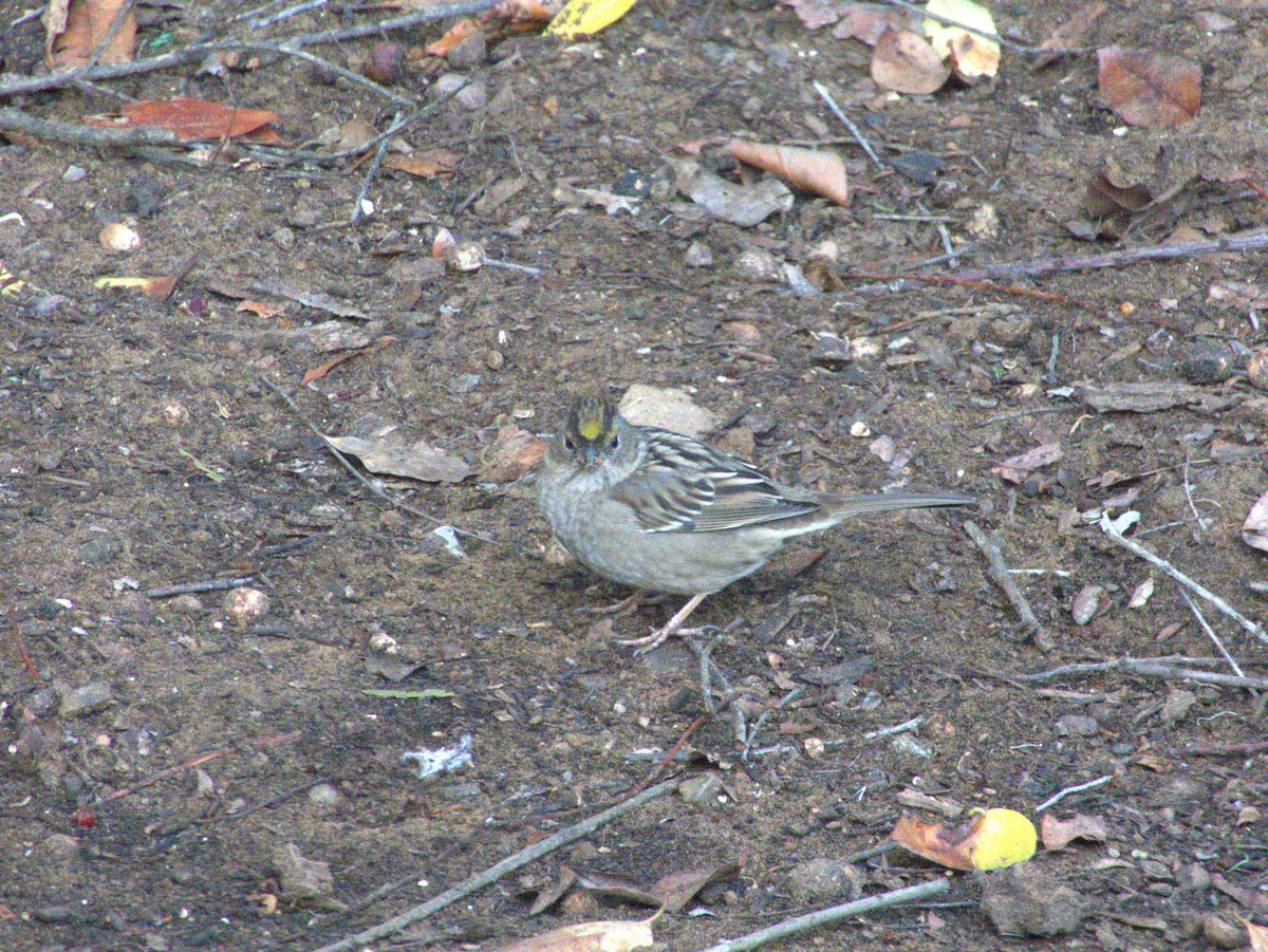 Kronenammer - ML644279530