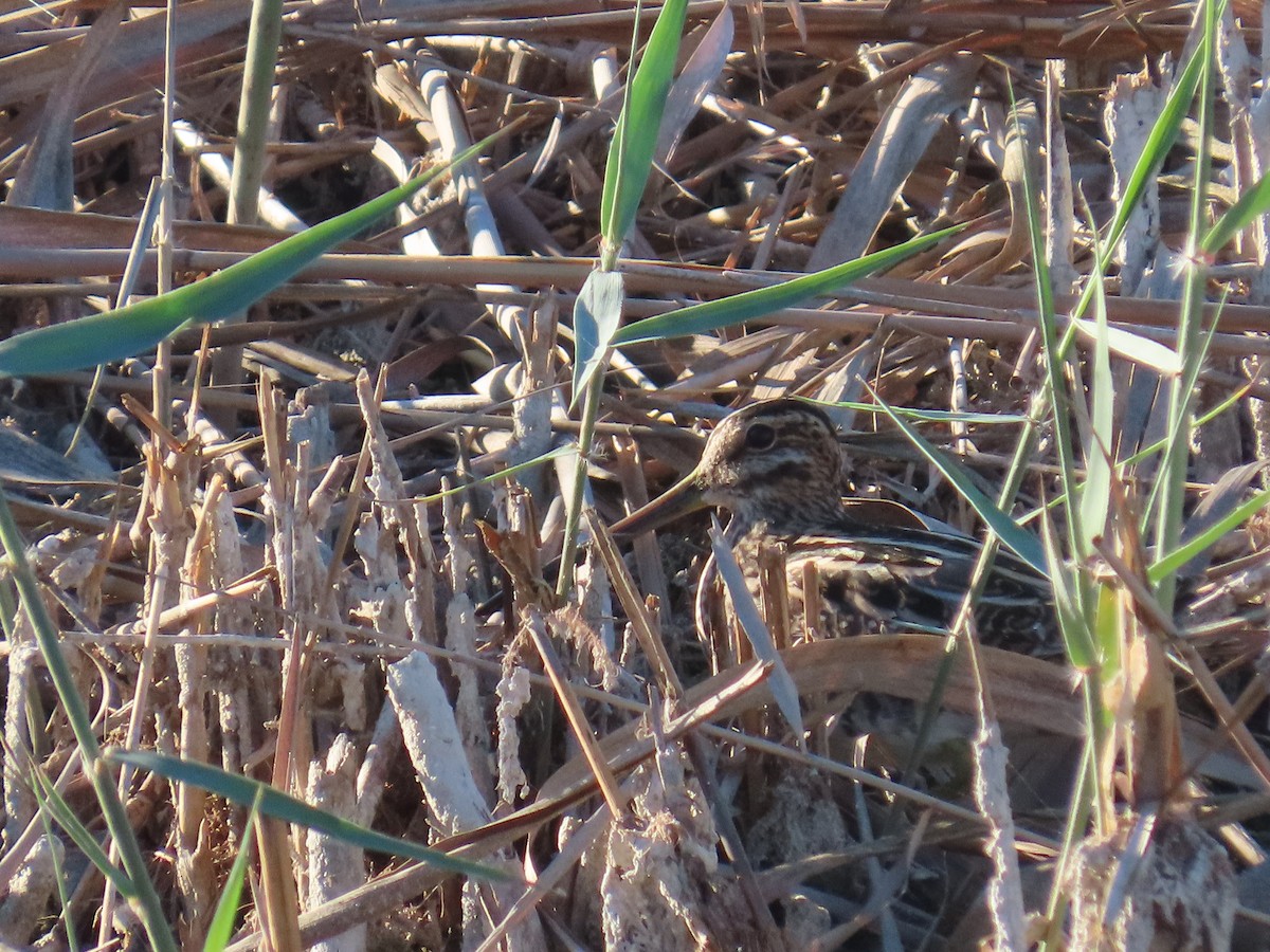 Bekassine - ML644279534