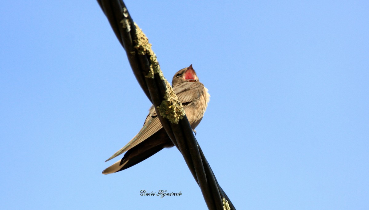 Felsenschwalbe - ML644279535