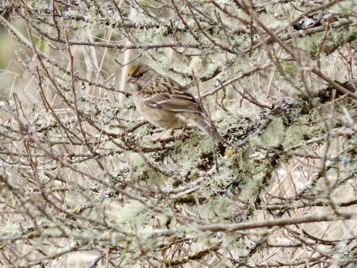 Kronenammer - ML644279537