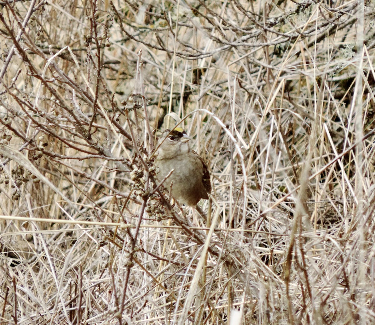 Kronenammer - ML644279538