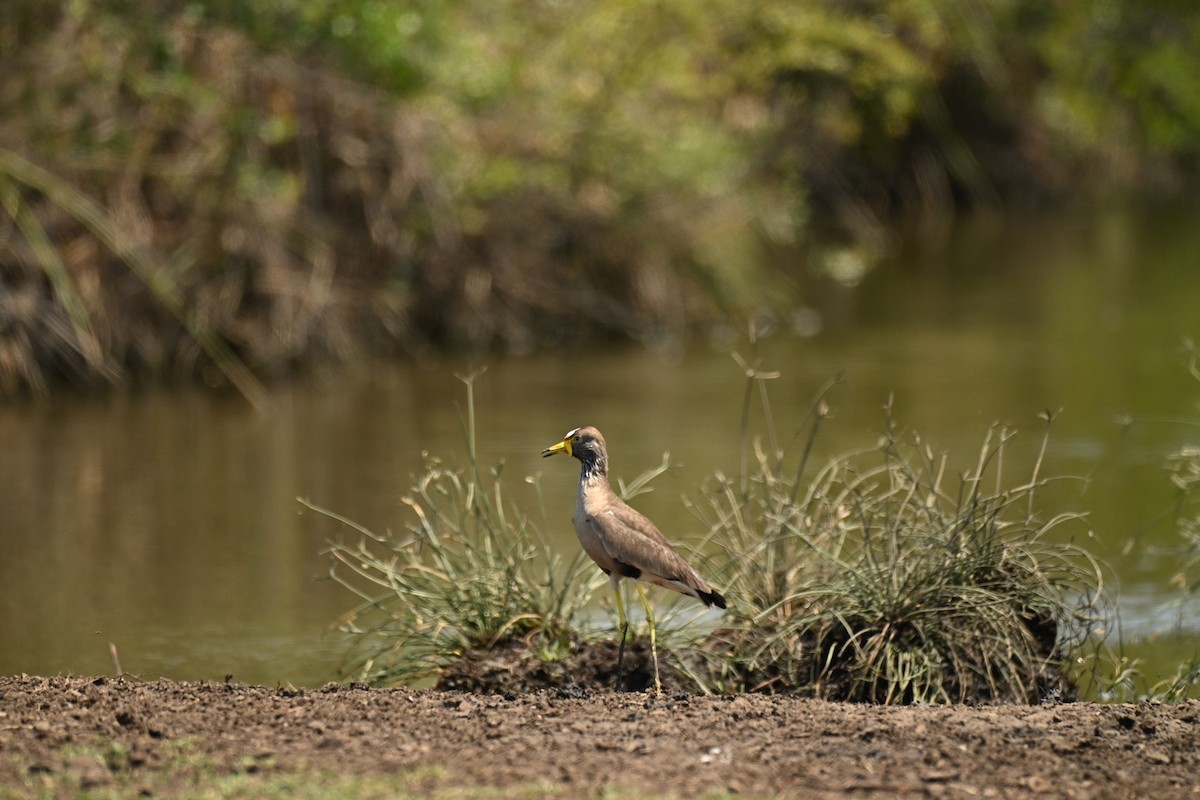 Senegalkiebitz - ML644279539