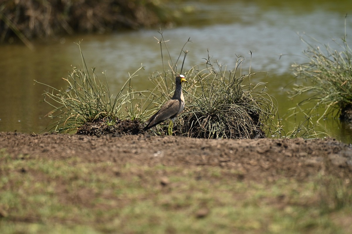 Senegalkiebitz - ML644279540