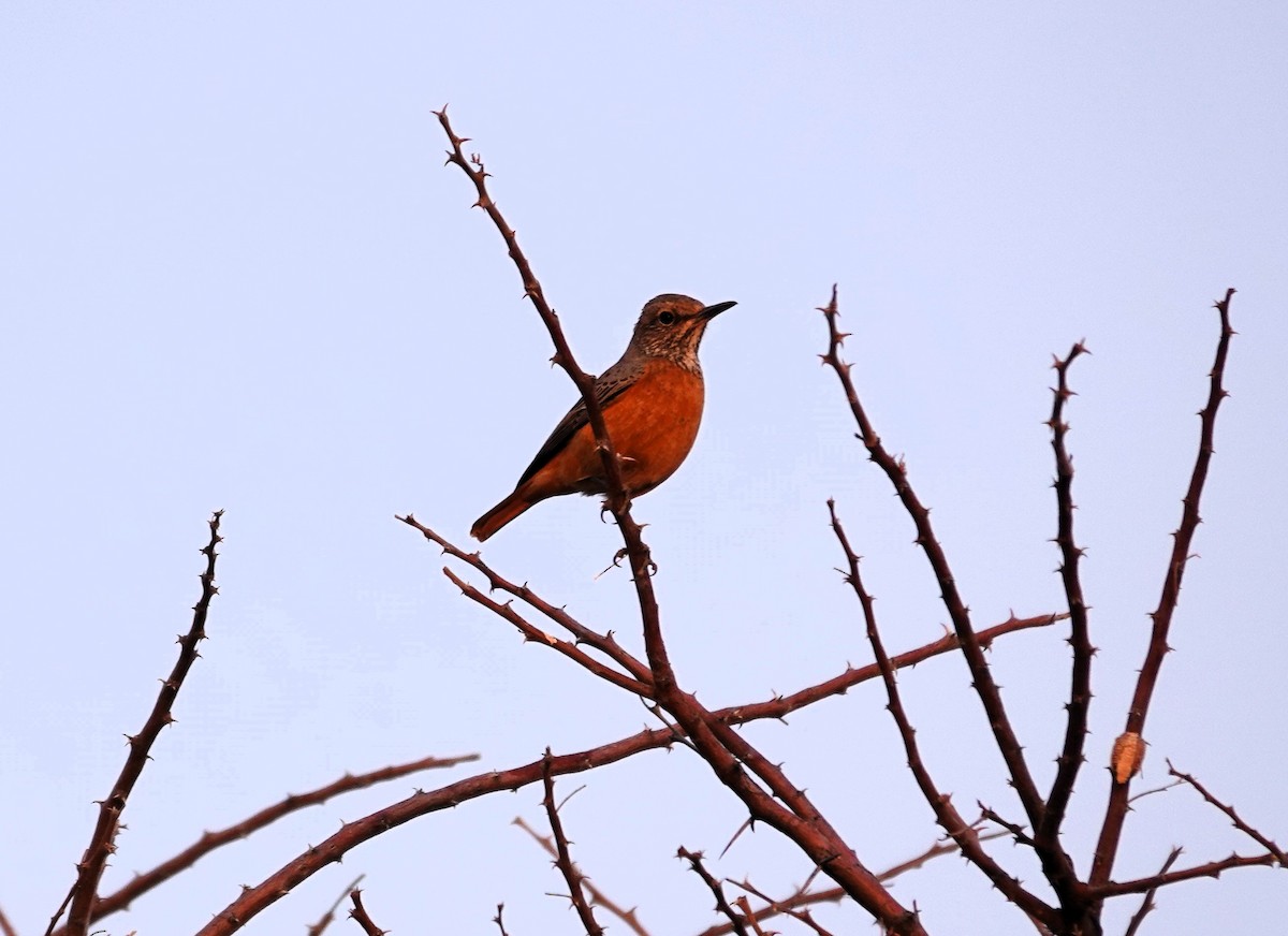 Kurzzehenrötel - ML644279542