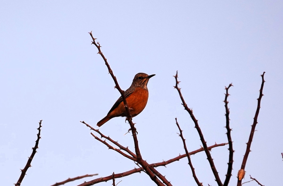 Kurzzehenrötel - ML644279543