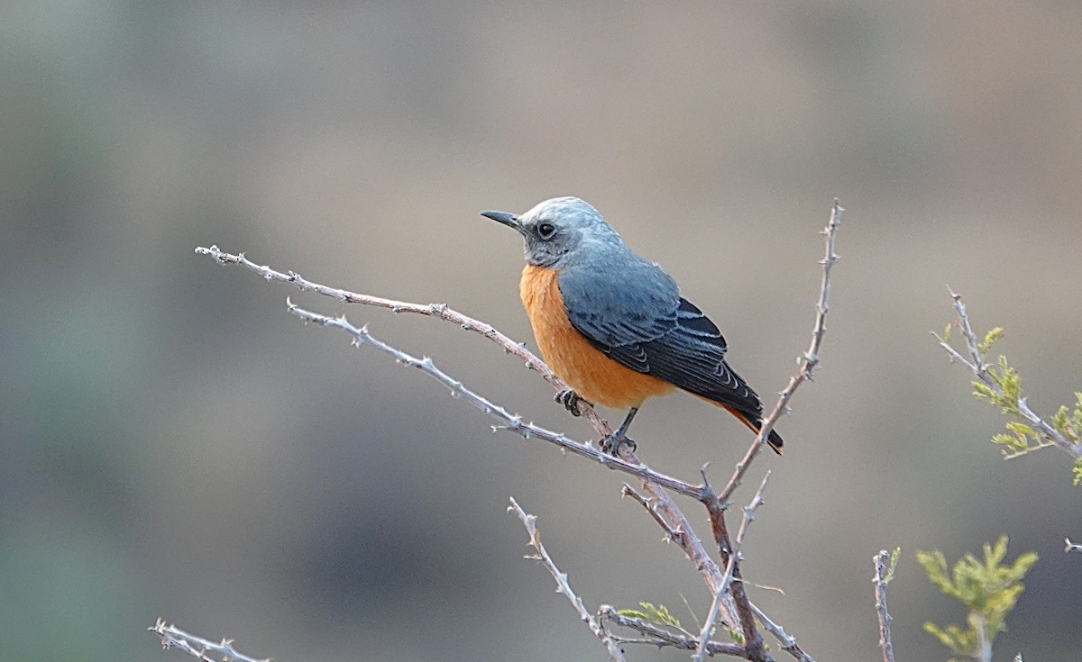 Kurzzehenrötel - ML644279544