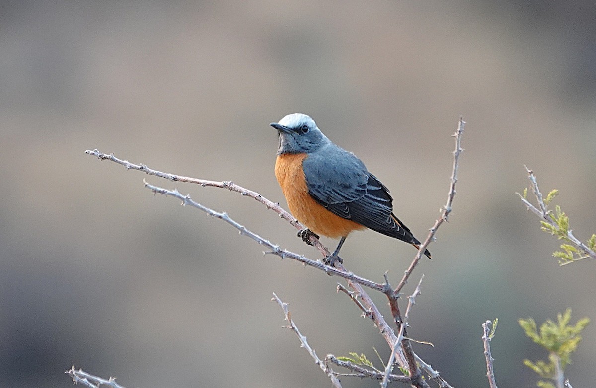 Kurzzehenrötel - ML644279545