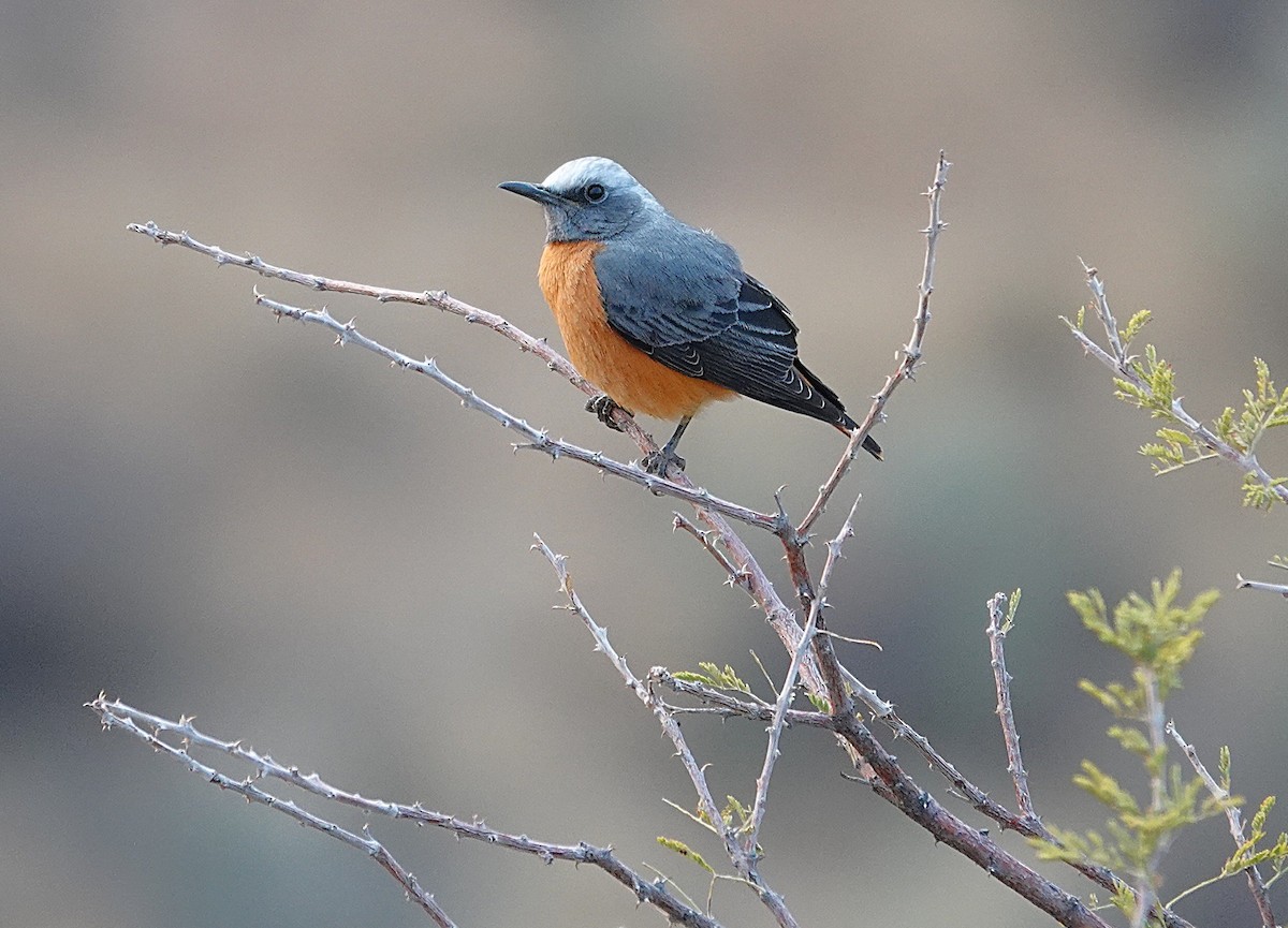 Kurzzehenrötel - ML644279546