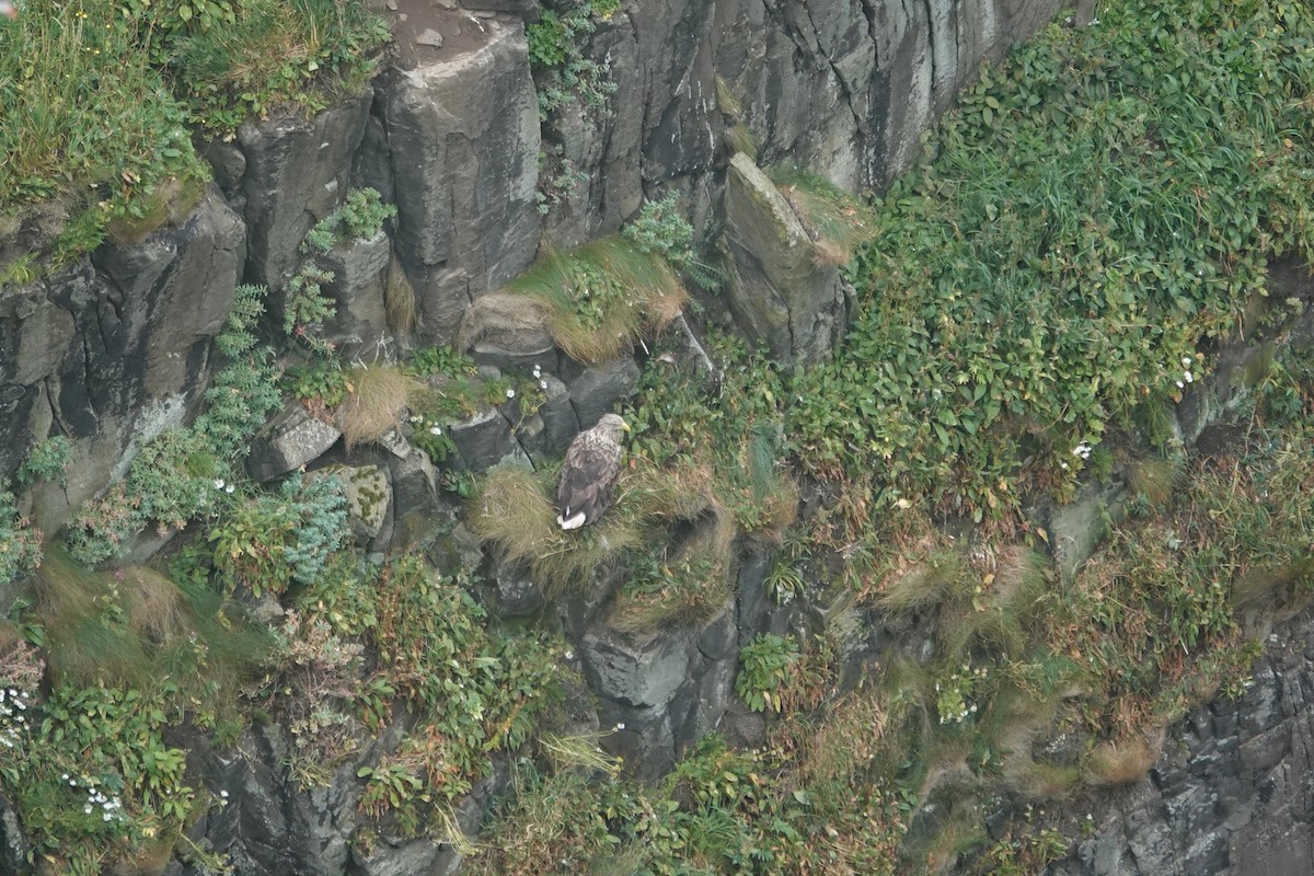 Цагаан сүүлт нөмрөг бүргэд - ML644279554