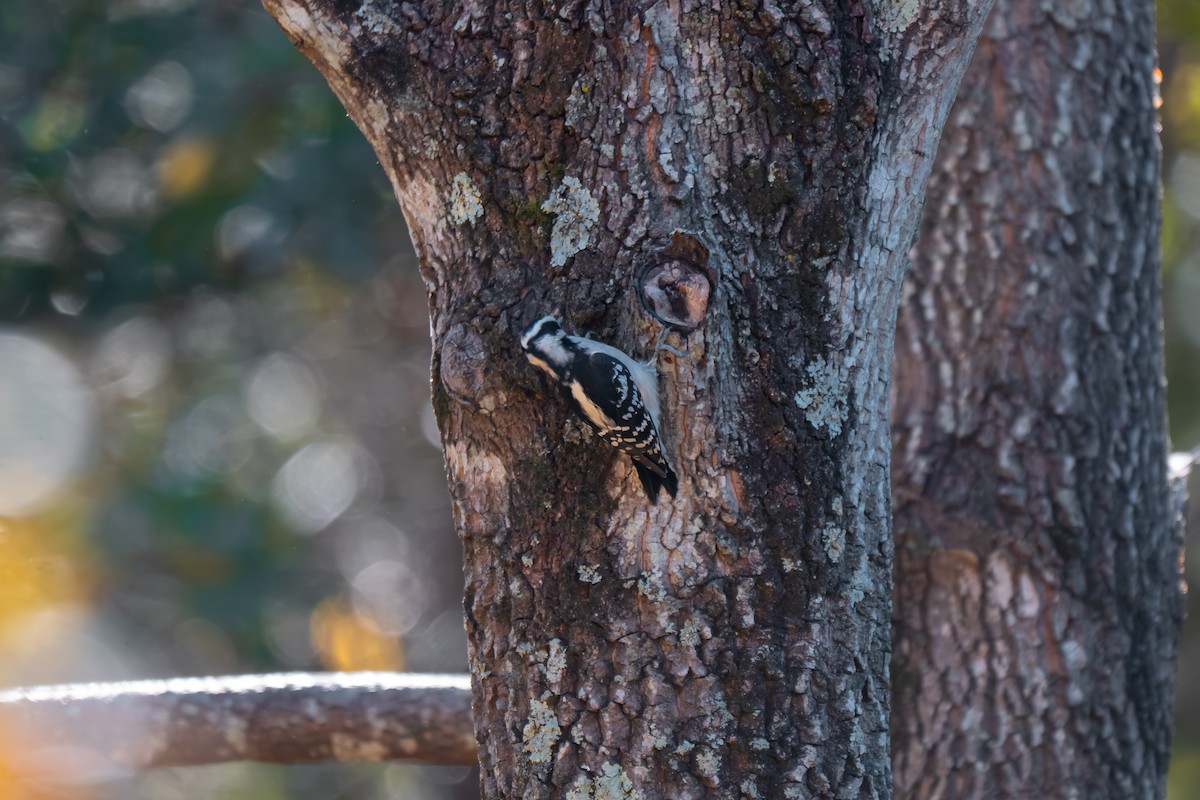 Downy Woodpecker - ML644279555