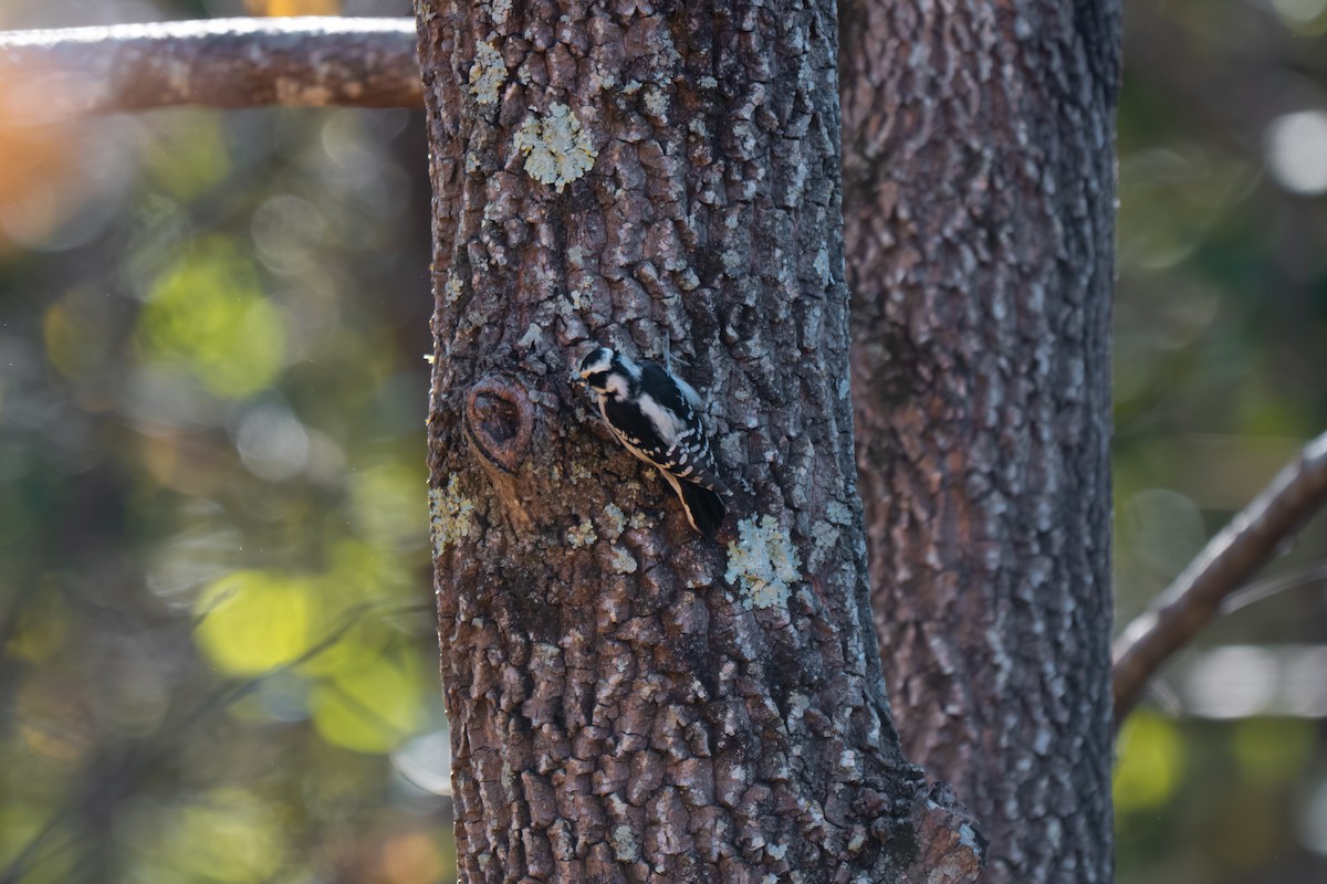 Downy Woodpecker - ML644279556