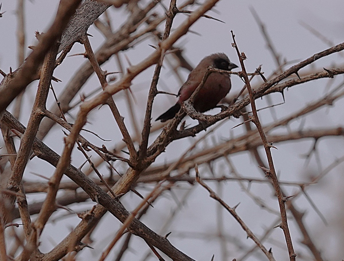 Black-faced Waxbill - ML644279563