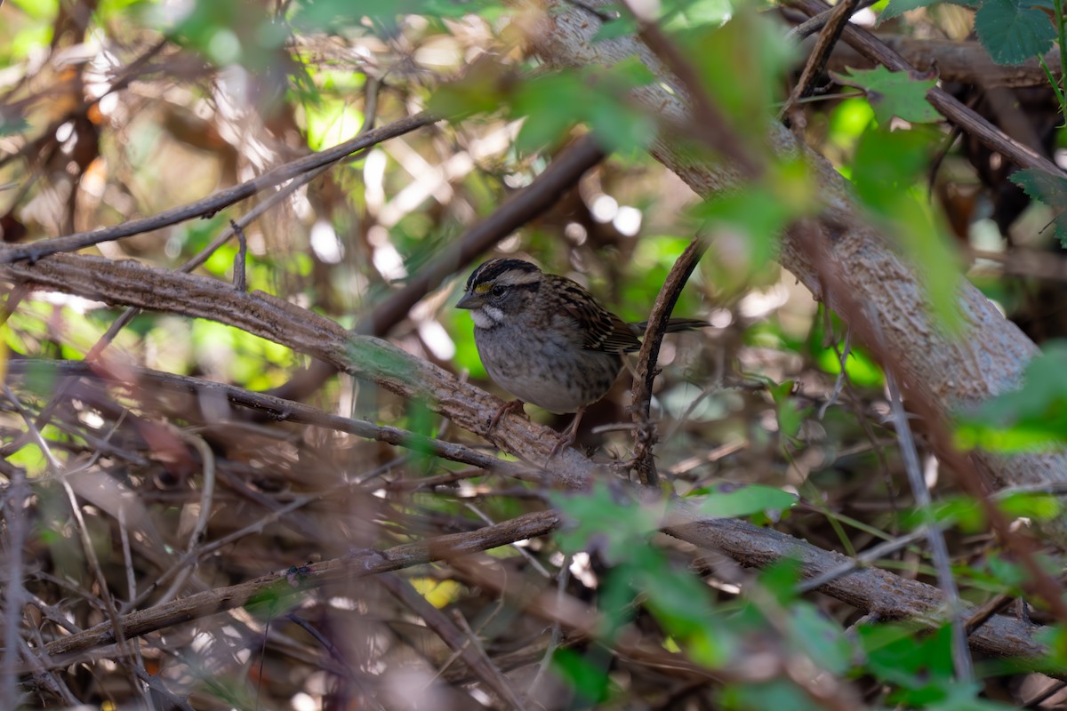 White-throated Sparrow - ML644279564