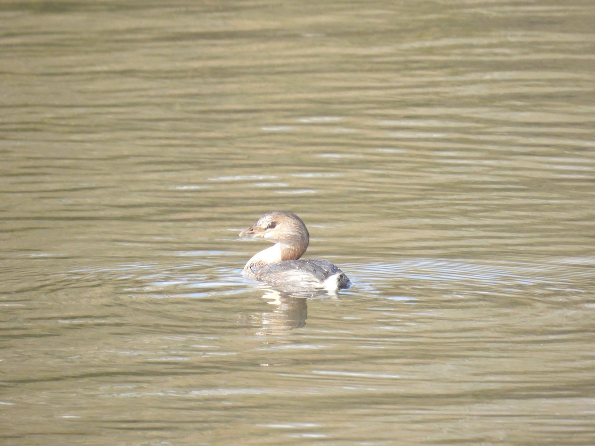 Pied-billed Grebe - ML644279565