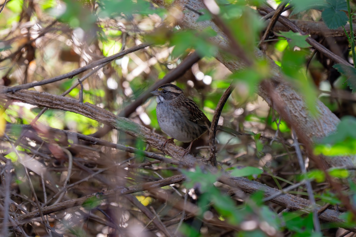 White-throated Sparrow - ML644279566