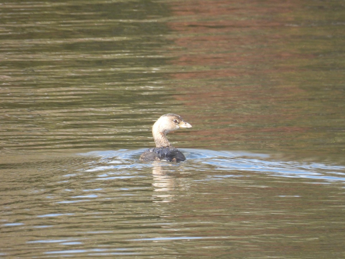Pied-billed Grebe - ML644279567