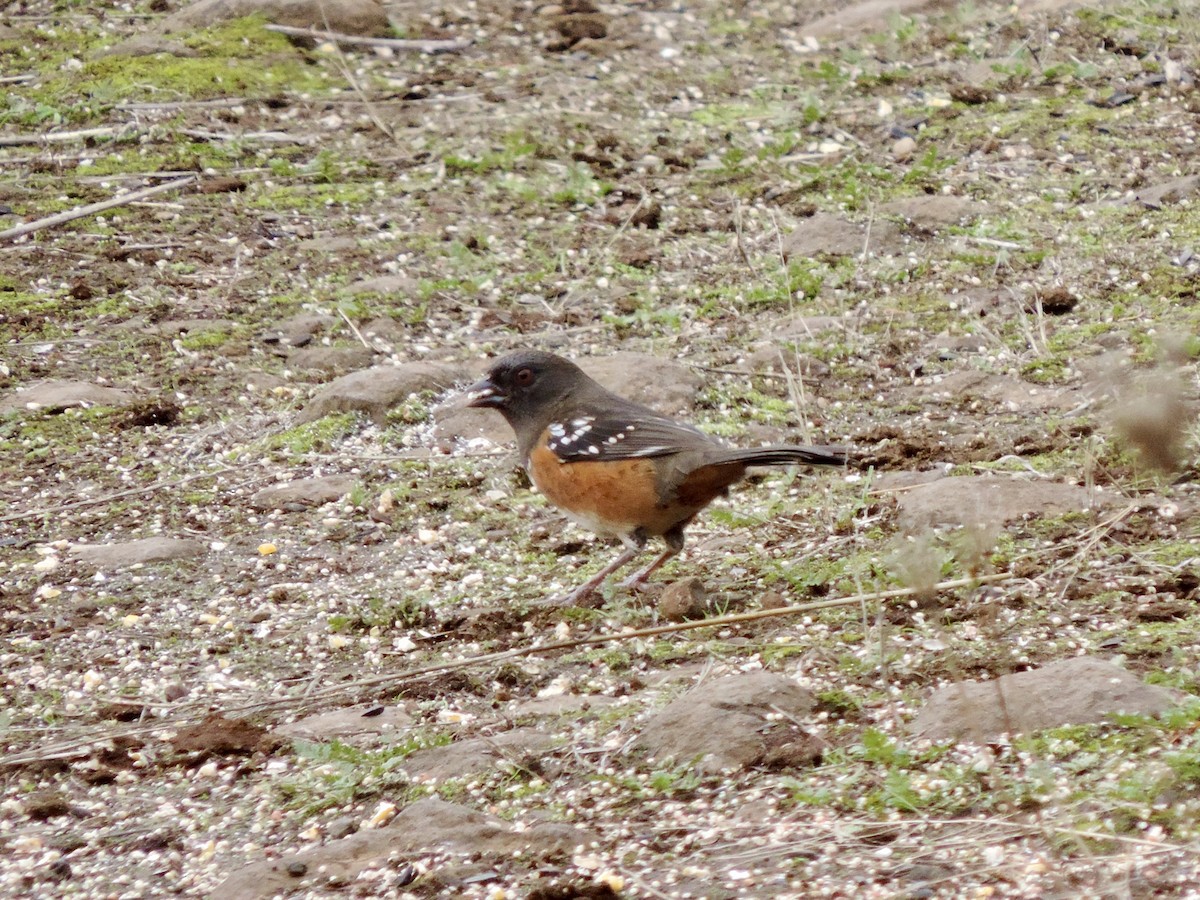 Spotted Towhee (oregonus Group) - ML644279568