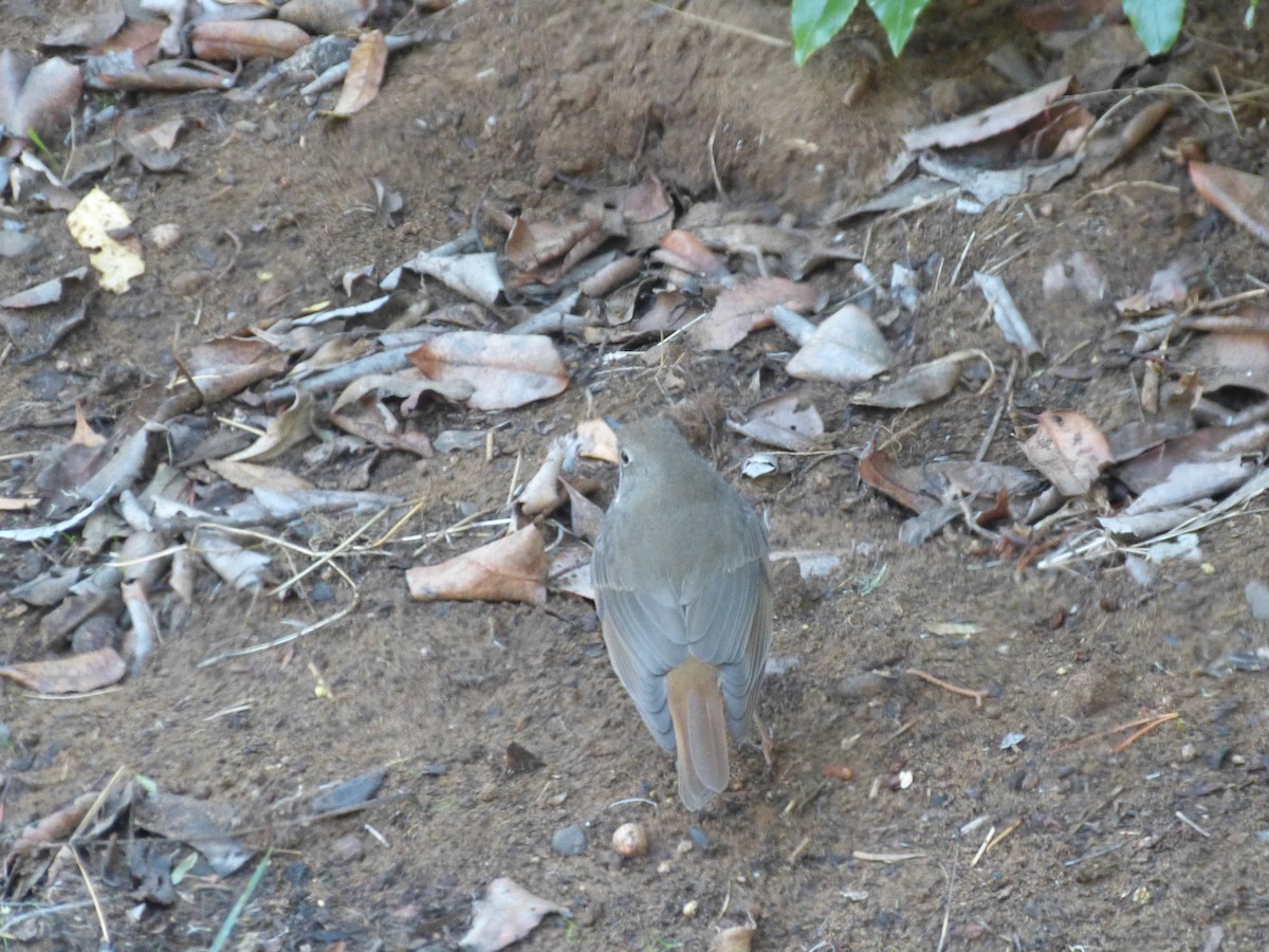 Hermit Thrush - ML644279569