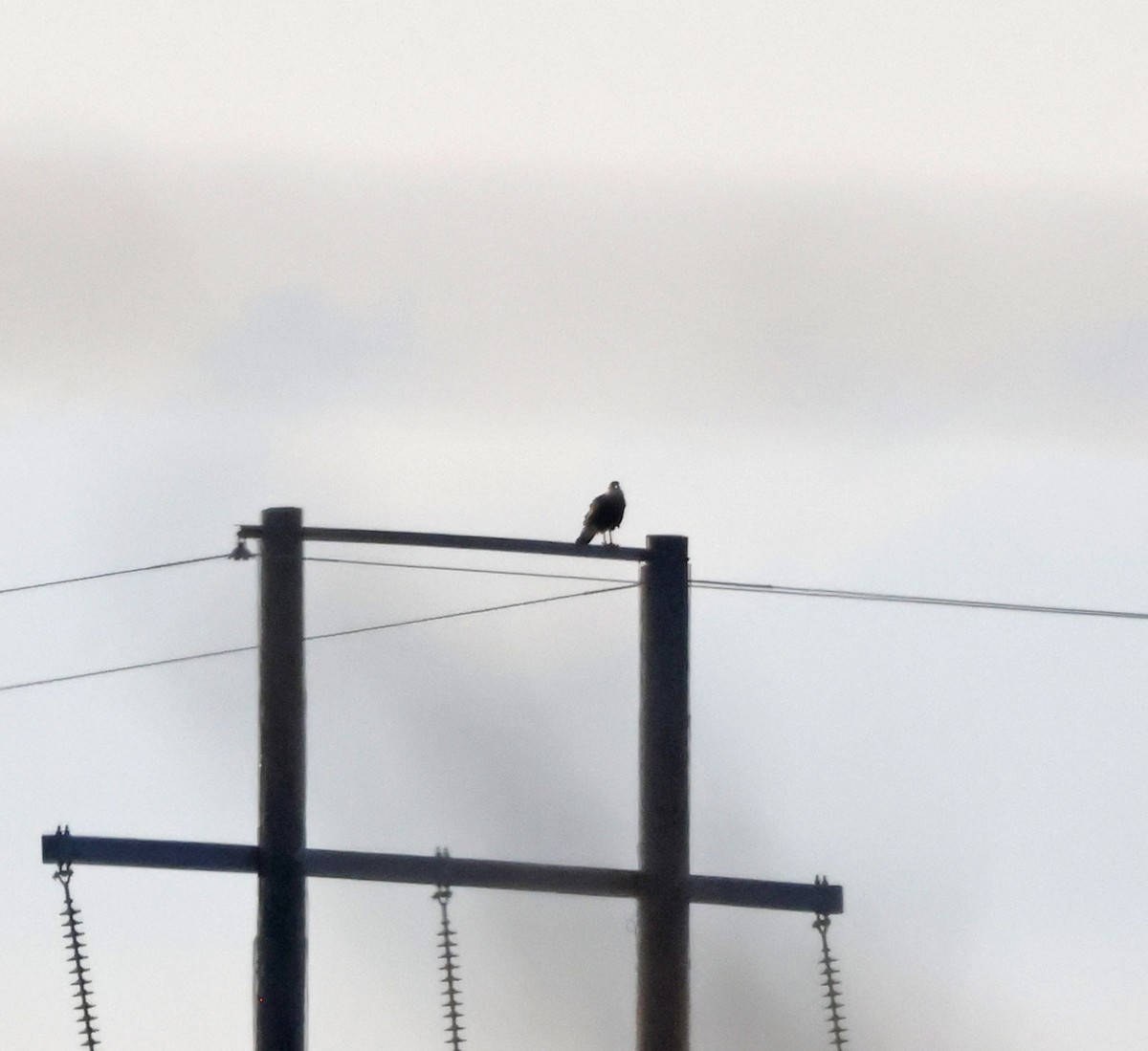 ミナミカラカラ - ML644279573