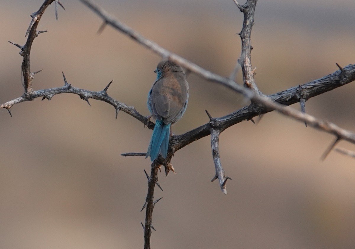 Southern Cordonbleu - ML644279574