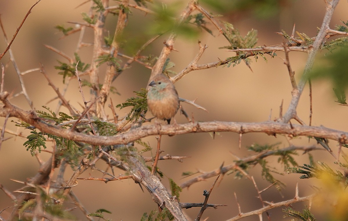Southern Cordonbleu - ML644279575