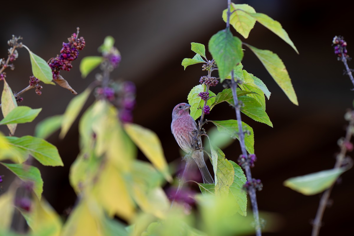 House Finch - ML644279576