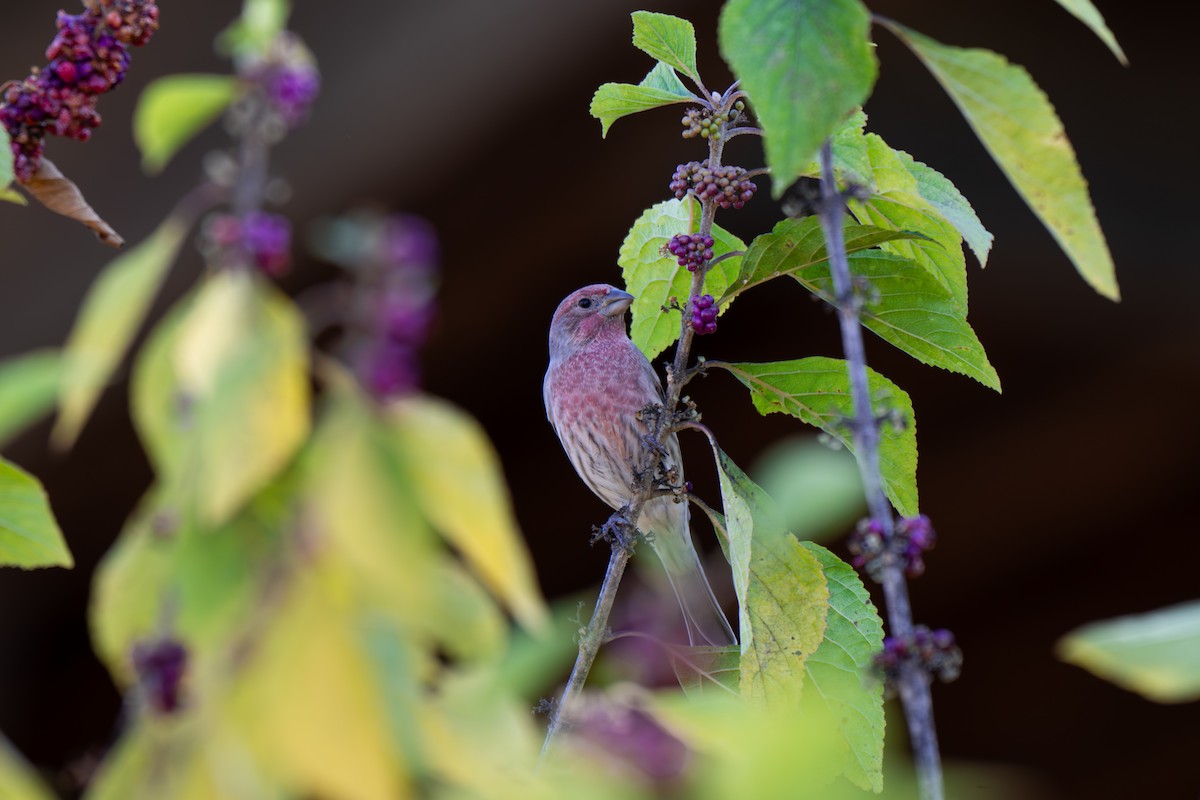 House Finch - ML644279577