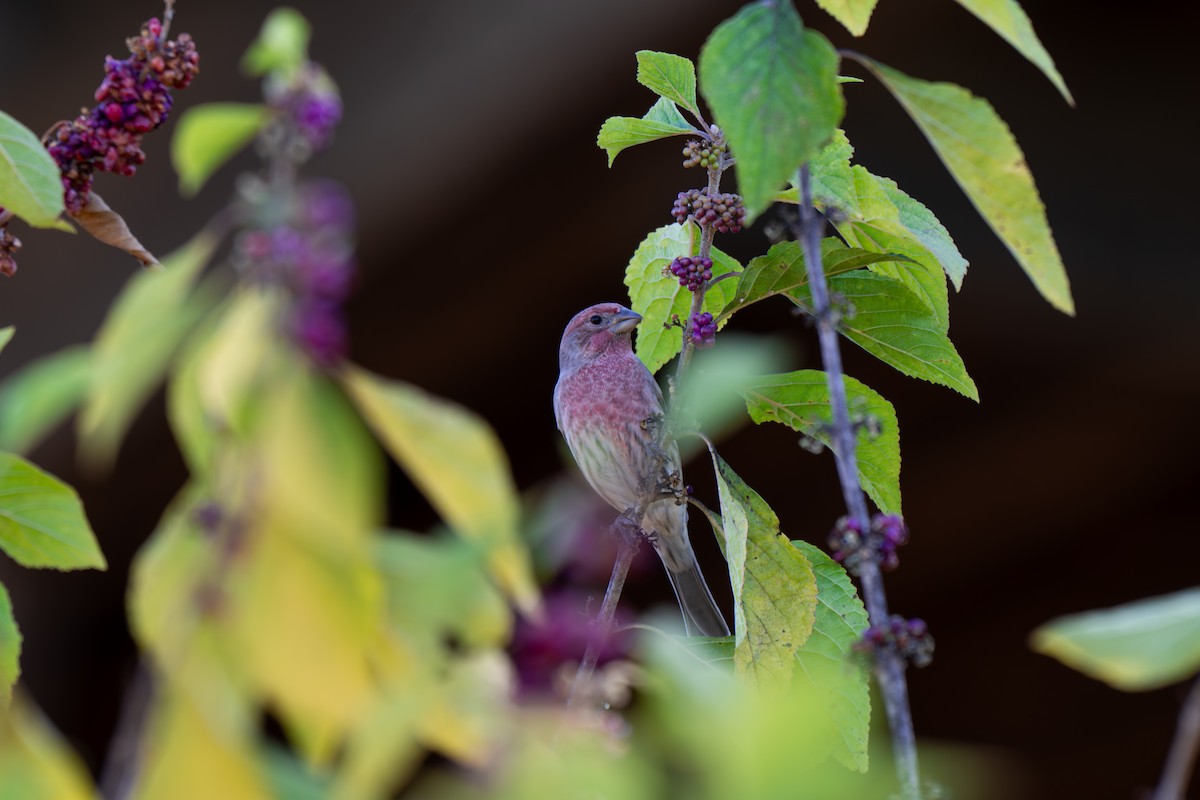 House Finch - ML644279578