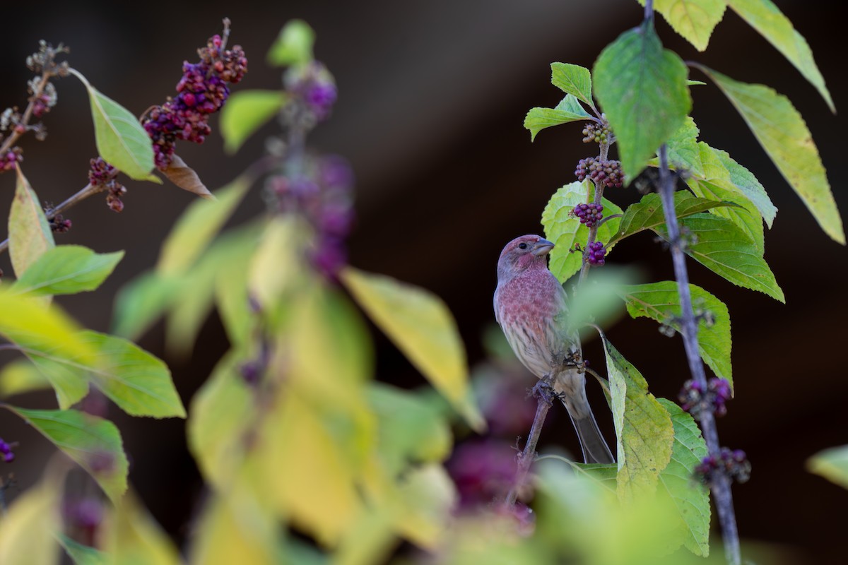 House Finch - ML644279579