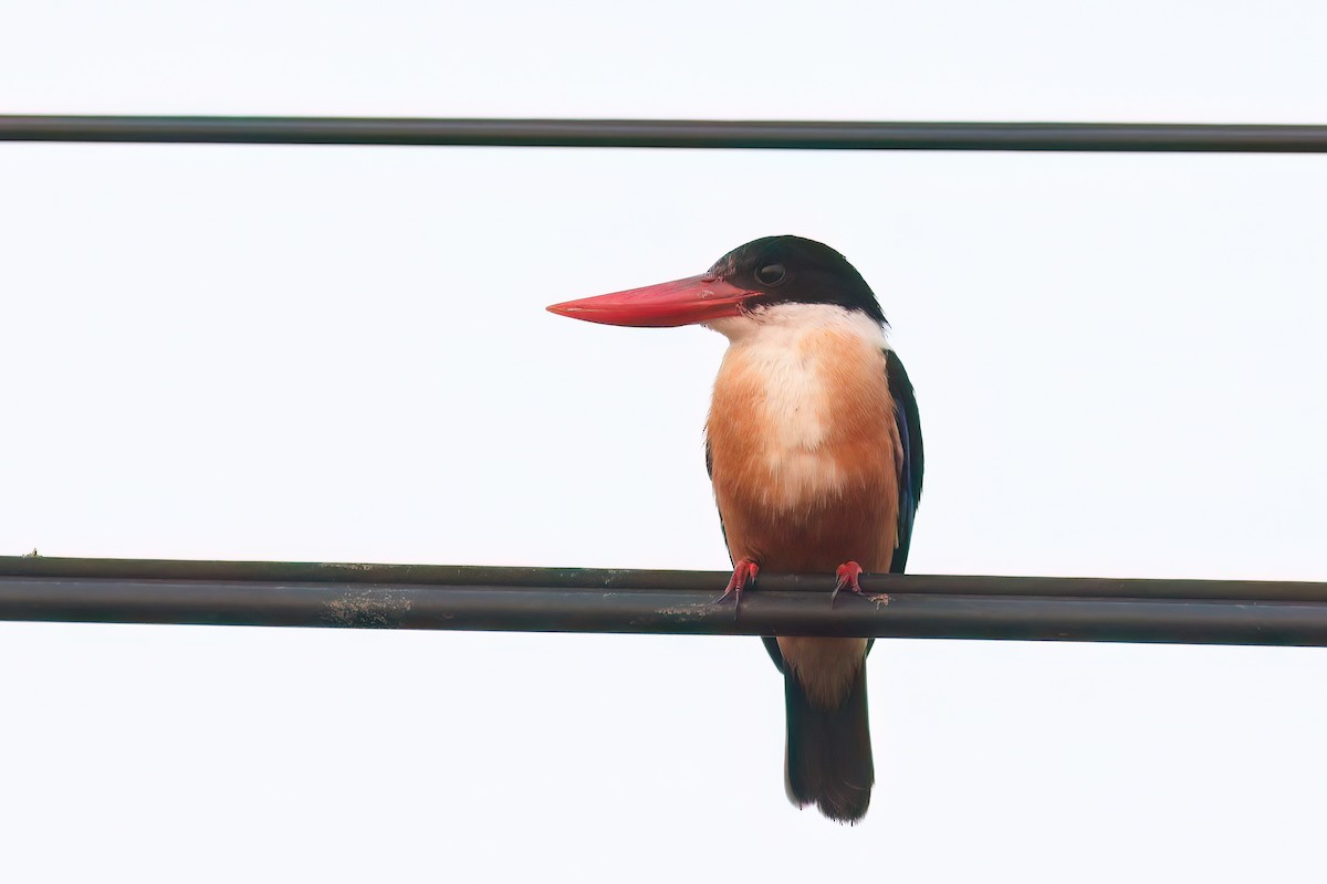 Black-capped Kingfisher - ML644279580