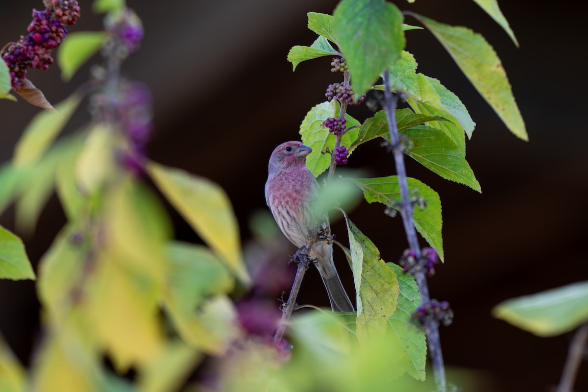 House Finch - ML644279581