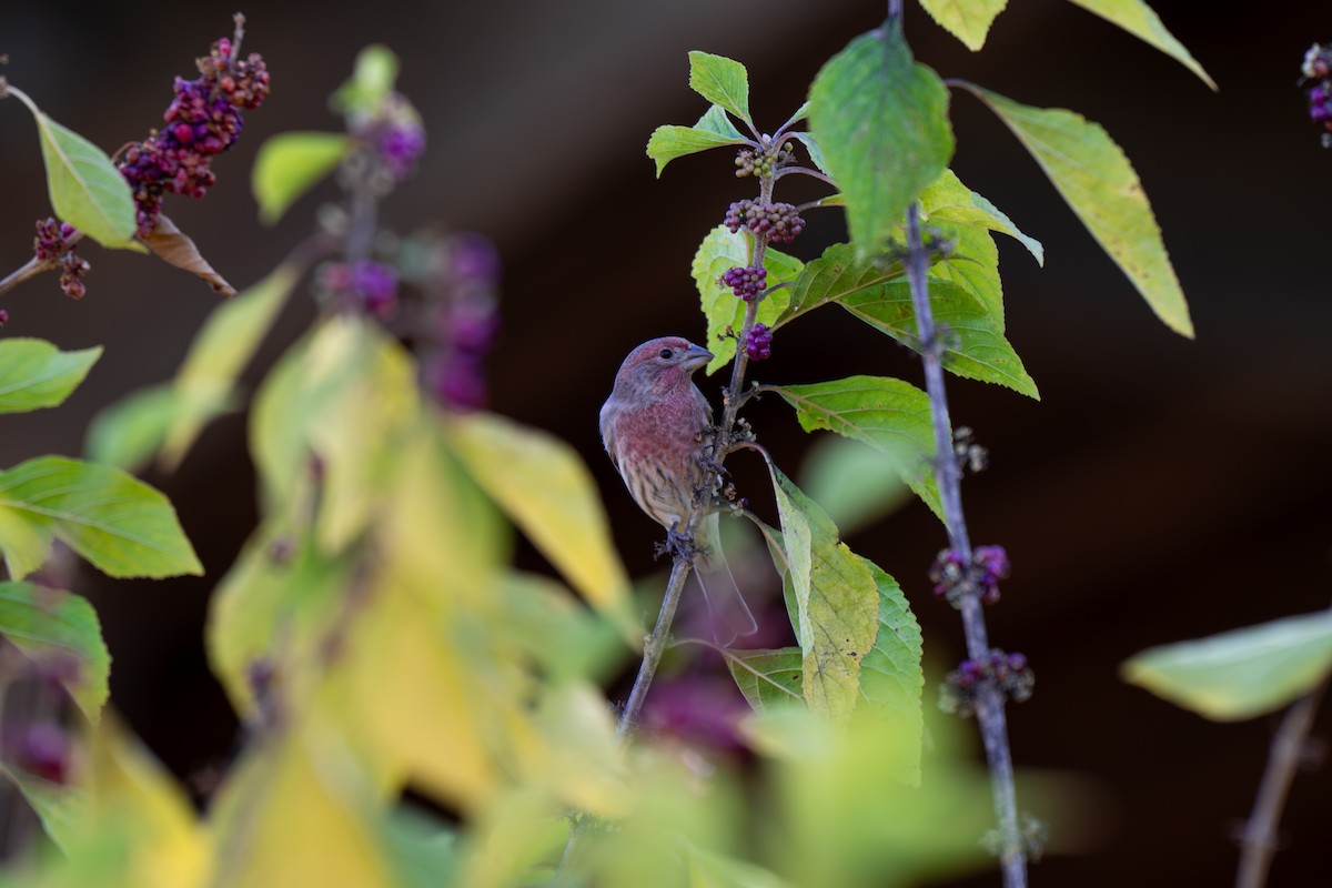 House Finch - ML644279583
