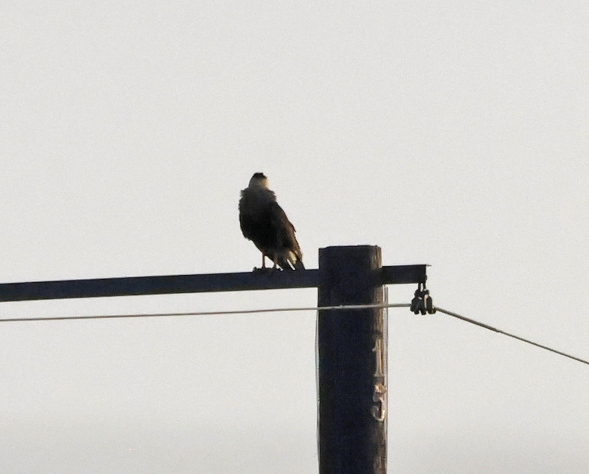 ミナミカラカラ - ML644279584