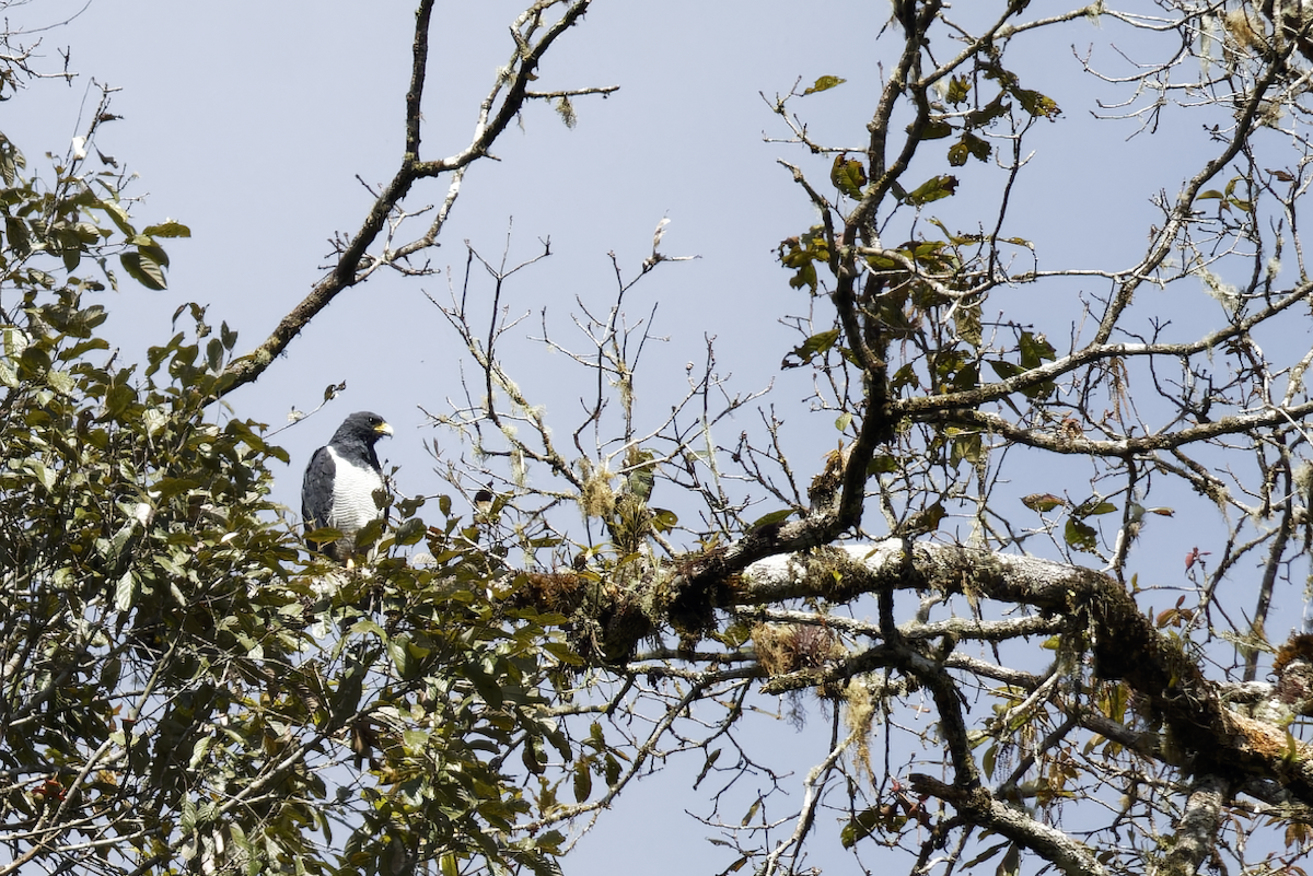 Barred Hawk - ML644279587