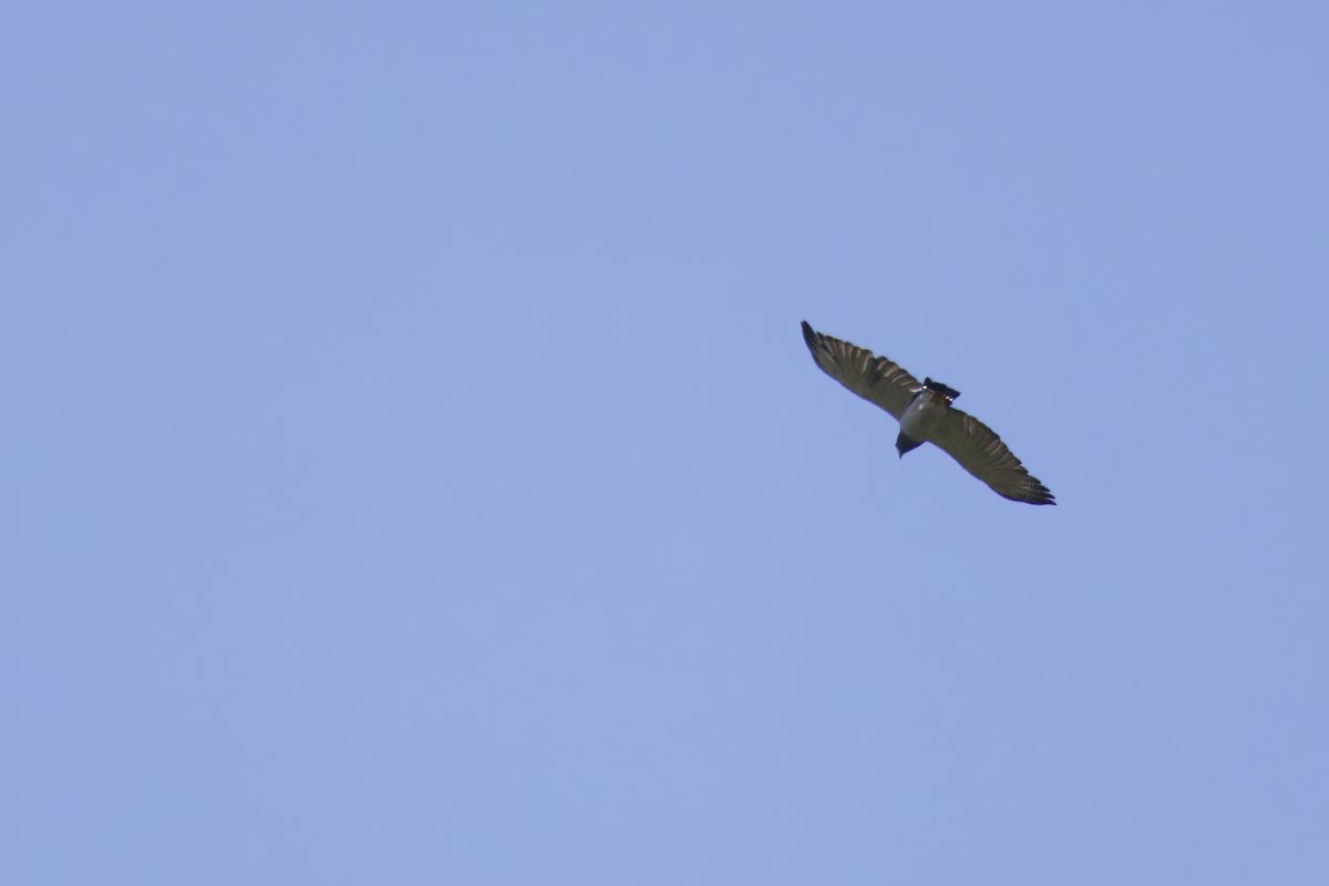Barred Hawk - ML644279588